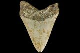Fossil Megalodon Tooth - North Carolina #109799-2